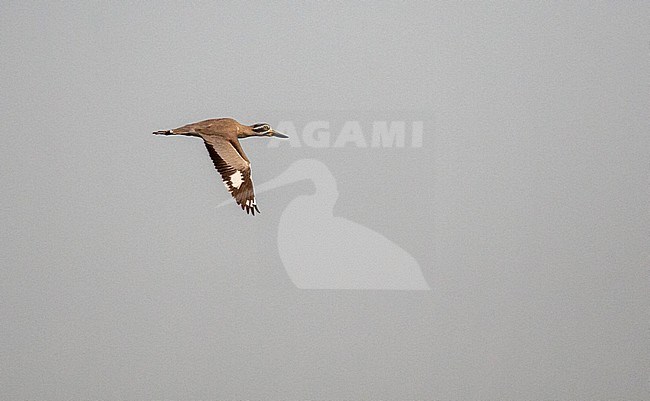 In flight Great Stone-Curlew (Esacus recurvirostris), also known as or Great Thick-knee. stock-image by Agami/Marc Guyt,