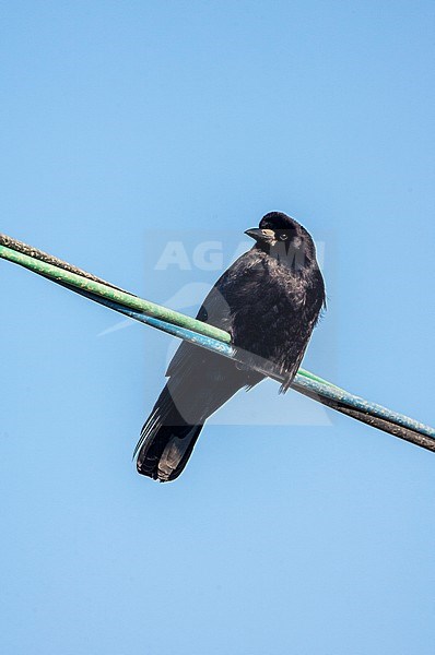 Eastern Rook (Corvus frugilegus pastinator) wintering in Japan. Sitting on an electricity wire. stock-image by Agami/Marc Guyt,