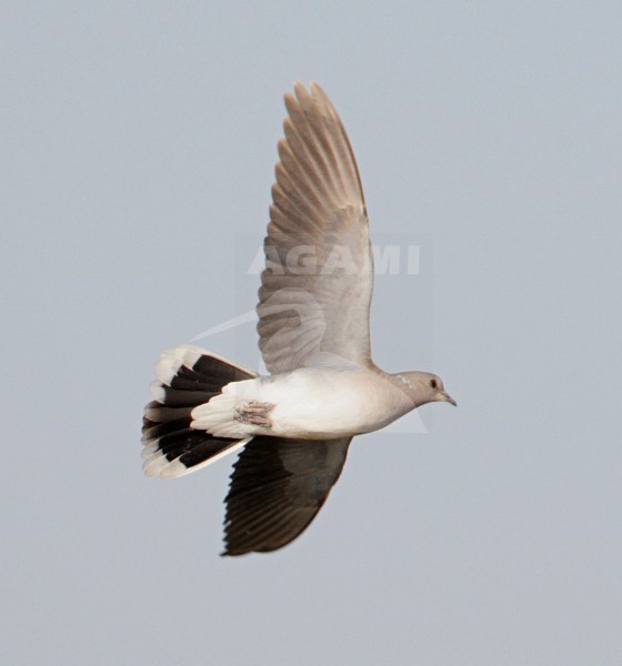 Juveniele Zomertortel in vlucht, Juvenile European Turtle Dove in flight stock-image by Agami/Mike Danzenbaker,