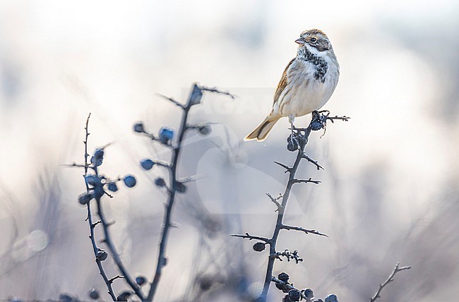 Common Reed Bunting (Emberiza schoeniclus) in Italy. stock-image by Agami/Daniele Occhiato,