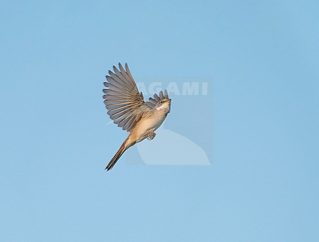singing and displaying adult male Common Whitethroat (Sylvia communis) in song flight, display flight in blue sky stock-image by Agami/Ran Schols,