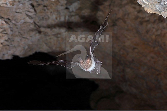 Cape Long Eared Bat (Nycteris thebaica) taken at Salalah - Sultanate of Oman stock-image by Agami/Aurélien Audevard,
