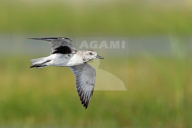 Adult non-breeding Grey Plover (Pluvialis squatarola) during spring migration in Galveston County, Texas, USA. stock-image by Agami/Brian E Small,