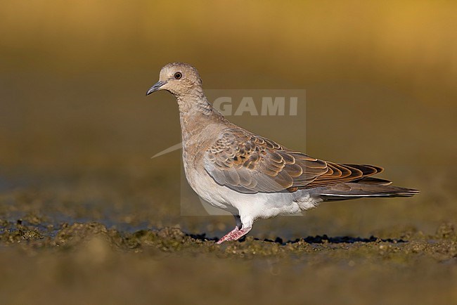 Immature Eurasian Turtle Dove, Streptopelia turtur, in Italy. stock-image by Agami/Daniele Occhiato,