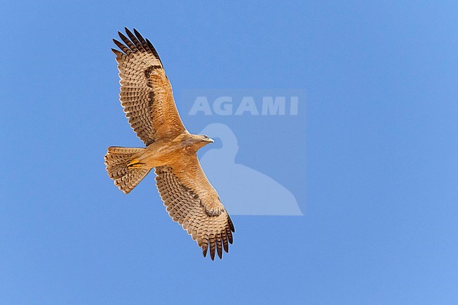 Bonelli's Eagle (Aquila fasciata), juvenile in flight showing underparts stock-image by Agami/Saverio Gatto,