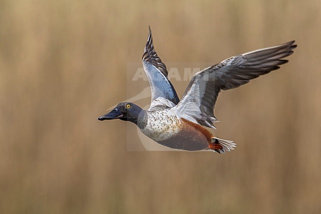 Slobeend, Northern Shoveler stock-image by Agami/Daniele Occhiato,