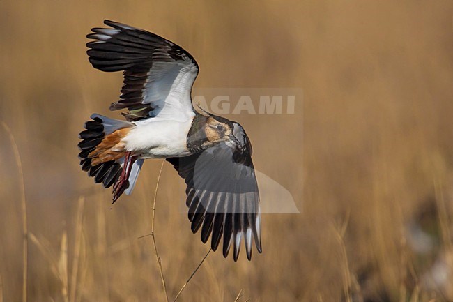 Kievit, Northern Lapwing; Vanellus vanellus stock-image by Agami/Daniele Occhiato,