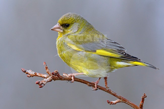 Groenling zittend op een tak; European Greenfinch perched on a branch stock-image by Agami/Daniele Occhiato,