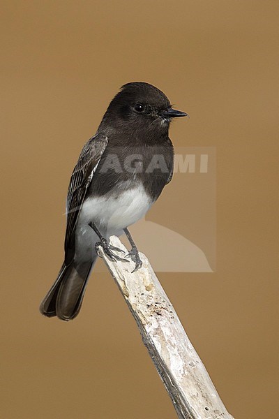 Adult Black Phoebe (Sayornis nigricans)
Riverside Co., CA
November 2017 stock-image by Agami/Brian E Small,