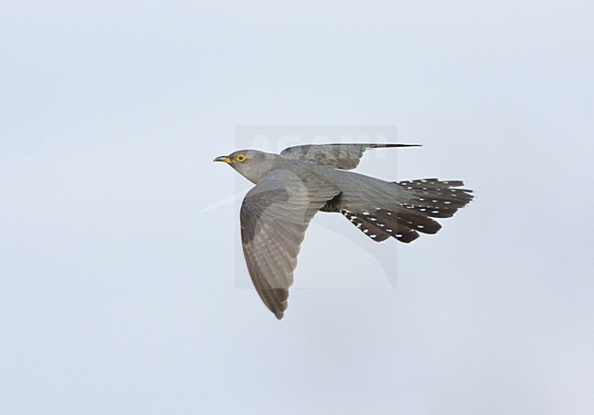 Vliegende Koekoek. Flying Common Cuckoo. stock-image by Agami/Ran Schols,