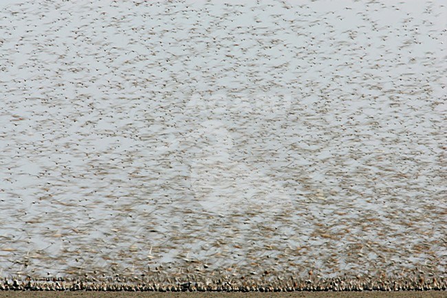 Steltlopers op hoogwatervluchtplaats; Waders at high tide stock-image by Agami/Menno van Duijn,