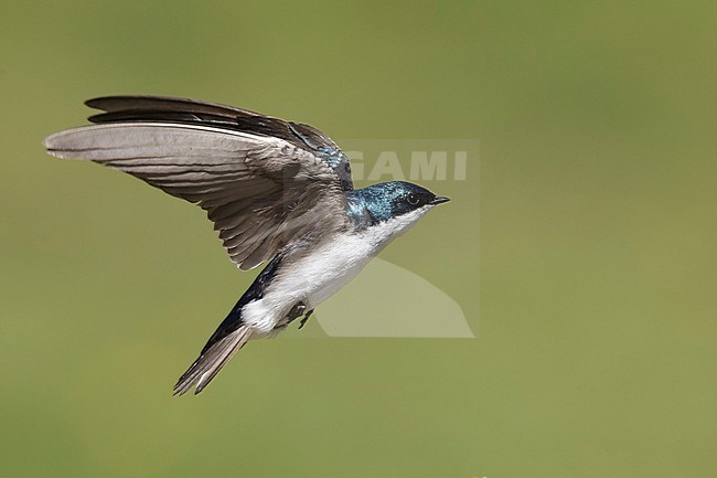 Adult male
Kamloops, B.C., Canada
June 2015 stock-image by Agami/Brian E Small,