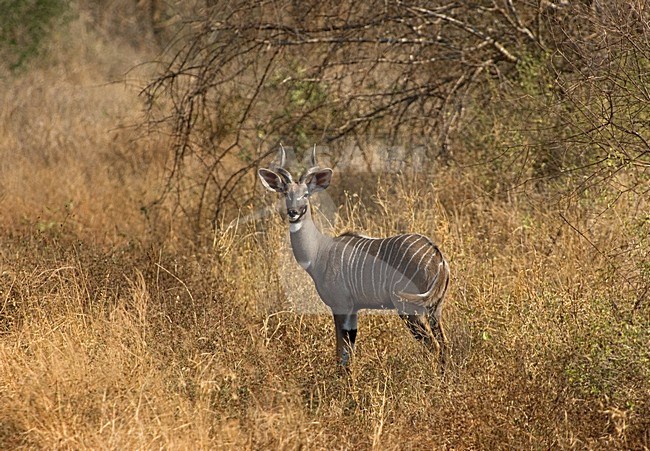 Mannetje Kleine Koedoe, Male Lesser Kudu stock-image by Agami/Roy de Haas,