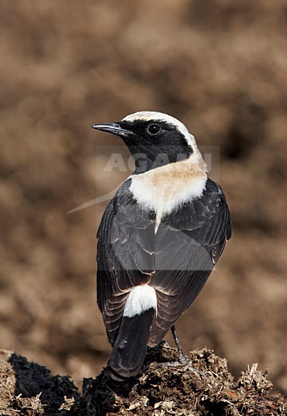 Oostelijke Blonde Tapuit mannetje zittend; Black-eared Wheatear male perched stock-image by Agami/Markus Varesvuo,