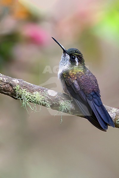 Green-throated Mountaingem (Lampornis viridipallens) perched on a branch in a montane rainforest in Guatemala. stock-image by Agami/Dubi Shapiro,