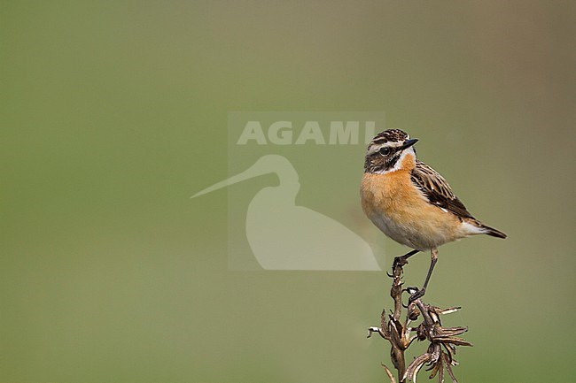 Whinchat (Saxicola rubetra), Poland, adult male stock-image by Agami/Ralph Martin,