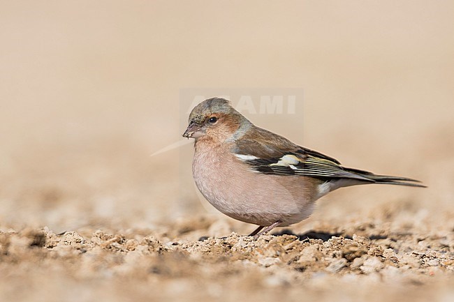 Chaffinch - Buchfink - Fringilla coelebs ssp. coelebs, Spain, male stock-image by Agami/Ralph Martin,