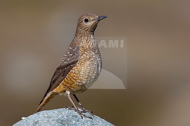 Vrouwtje Rode Rotslijster; Female Rufous-tailed Rock Thrush stock-image by Agami/Daniele Occhiato,