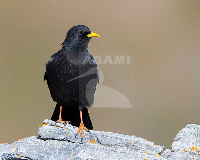 Alpine Chough (Pyrrhocorax graculus), adult standing on a rock, Trentino-Alto Adige, Italy stock-image by Agami/Saverio Gatto,