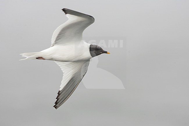 Volwassen Vorkstaartmeeuw; Adult abine\'s Gull stock-image by Agami/Martijn Verdoes,