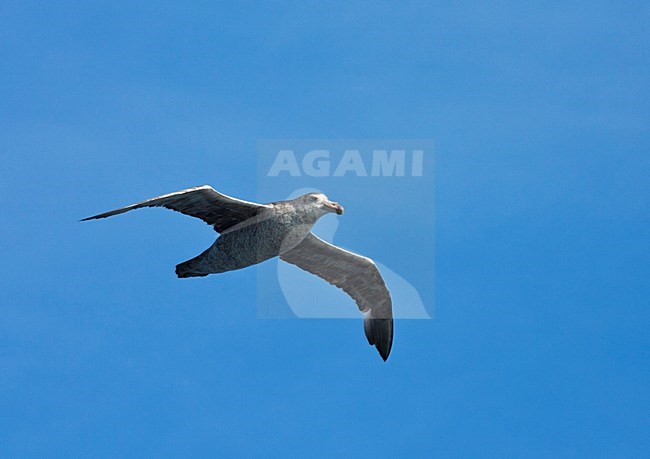 Noordelijke Reuzenstormvogel vliegend boven volle zee; Hall's Giant Petrel flying above the ocean stock-image by Agami/Marc Guyt,