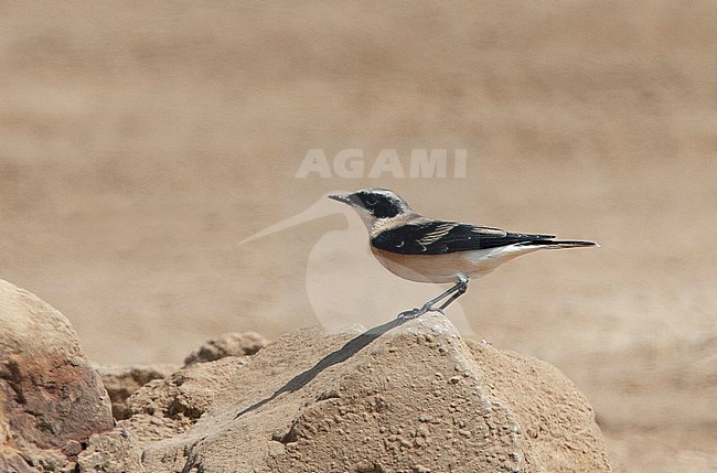 Adult male Eastern Black-eared Wheatear (Oenanthe hispanica melanoleuca) during autumn migration in Egypt. stock-image by Agami/Edwin Winkel,