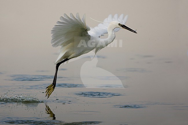 Kleine Zilverreiger in de vlucht; Little Egret in flight stock-image by Agami/Daniele Occhiato,