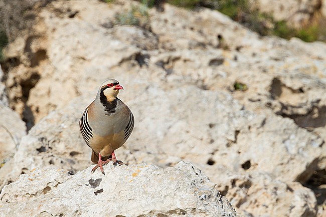 Chukar - Chukar - Alectoris chukar ssp. cypriotes, Cyprus stock-image by Agami/Ralph Martin,