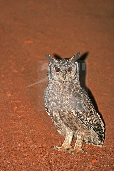 Greyish Eagle Owl (Bubo cinerascens) resting in the middle of the road in Uganda. stock-image by Agami/Pete Morris,
