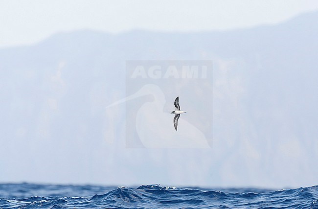 Zino's Petrel, Pterodroma madeira, at sea off Madeira, Portugal. stock-image by Agami/Marc Guyt,