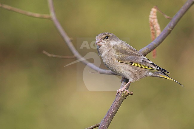 Greenfinch - Grünfink - Carduelis chloris ssp. chloris, Germany, 2nd cy, female stock-image by Agami/Ralph Martin,