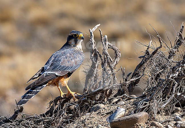 Aplomado Falcon (Falco femoralis) in southern Argentina. stock-image by Agami/Marc Guyt,