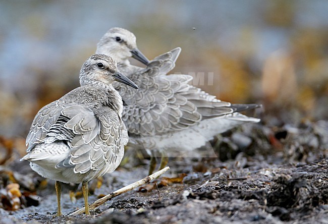 Juveniele Kanoet; Juvenile Red Knot stock-image by Agami/Markus Varesvuo,