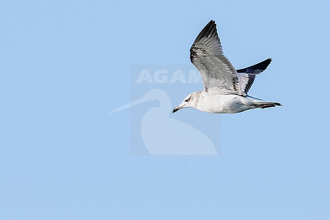 Reuzenzwartkopmeeuw, Pallas's Gull Ichthyaetus ichthyaetus stock-image by Agami/Arend Wassink,