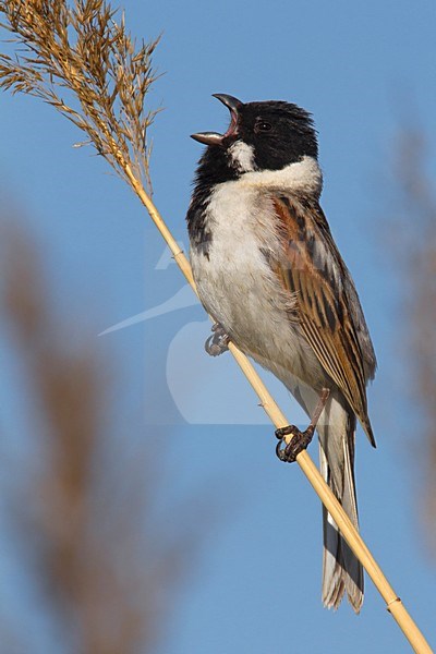 Volwassen mannetje Rietgors; Adult male Reedbunting stock-image by Agami/Daniele Occhiato,