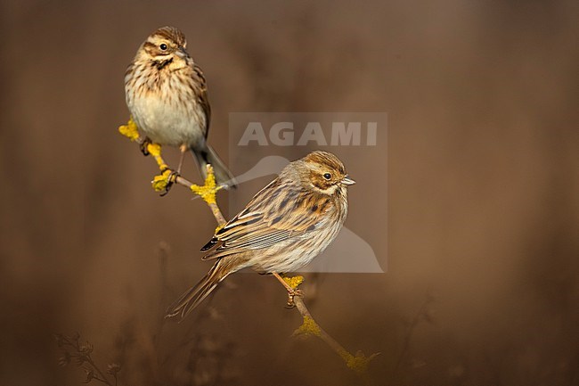  stock-image by Agami/Daniele Occhiato,