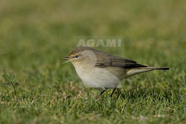 Common Chiffchaff perched on gras; Tjiftjaf zittend op gras stock-image by Agami/Daniele Occhiato,