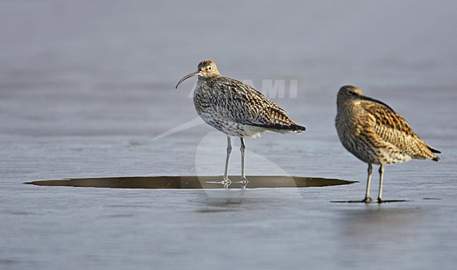 Wulp op het ice; Eurasian Curlew walking on ice stock-image by Agami/Markus Varesvuo,