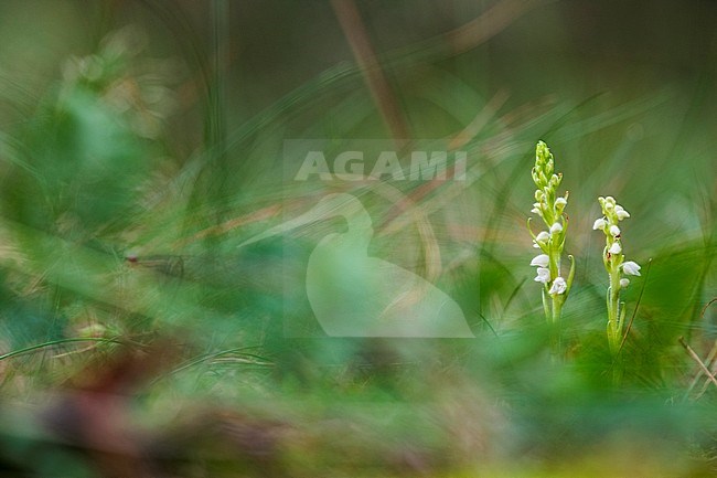 Langeloërduinen, Goodyera repens stock-image by Agami/Wil Leurs,