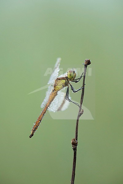 Banded Darter, Sympetrum pedemontanum stock-image by Agami/Walter Soestbergen,