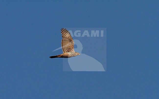 Second calendar year female Northern Goshawk (Accipiter gentilis) showing under wing pattern. stock-image by Agami/Edwin Winkel,