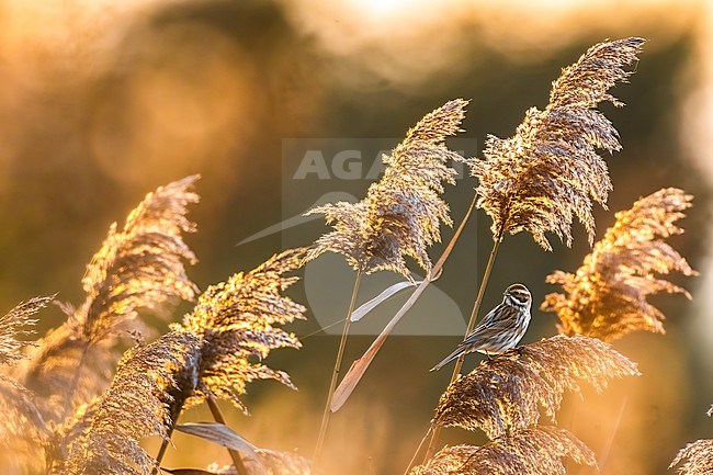 Common Reed Bunting (Emberiza schoeniclus) in Italy. stock-image by Agami/Daniele Occhiato,