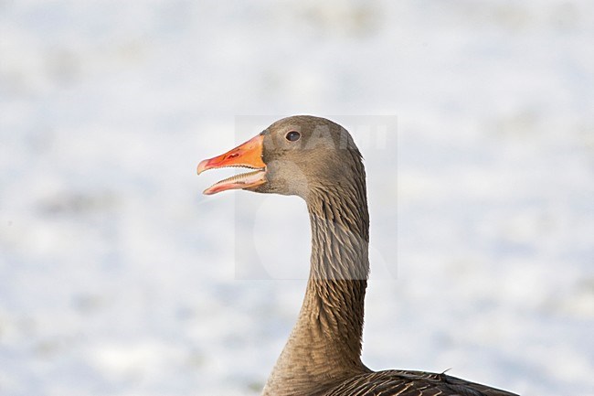 Grauwe Gans, Grey-lag Goose, Anser anser stock-image by Agami/Marc Guyt,