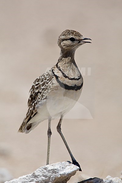 Dubbelbandrenvogel staand op steen Namibie, Double-banded Courser at stone Namibia stock-image by Agami/Wil Leurs,