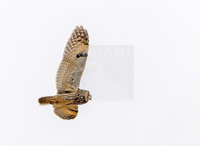 Long-eared owl (Asio otus) during autumn migration in Mongolia. stock-image by Agami/Dani Lopez-Velasco,