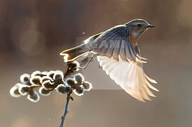 Vrouwtje Roodborsttapuit; Female European Stonechat stock-image by Agami/Daniele Occhiato,