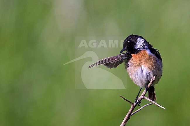 Roodborsttapuit mannetje poetsend; European Stonechat male washing stock-image by Agami/Wim Wilmers,