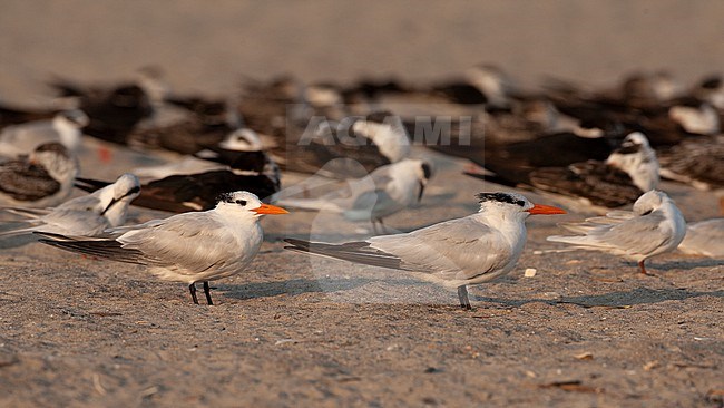 Royal Tern (Thalasseus maximus), flock resting at beach at Cape May, New Jersey, USA stock-image by Agami/Helge Sorensen,