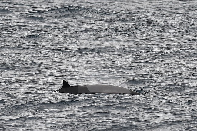 Beaked Whale species, most probably a Strap-toothed whale (Mesoplodon layardii), in the Southern Atlantic ocean near South Georgia. stock-image by Agami/Laurens Steijn,