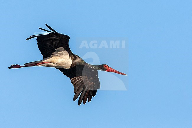 An adult Black Stork (Ciconia nigra) against a blue sky during spring migration on the Greek island Lesvos. stock-image by Agami/Marc Guyt,